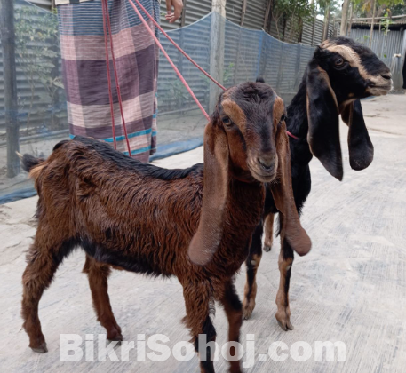 ছাগল বিক্রয় করা হবে